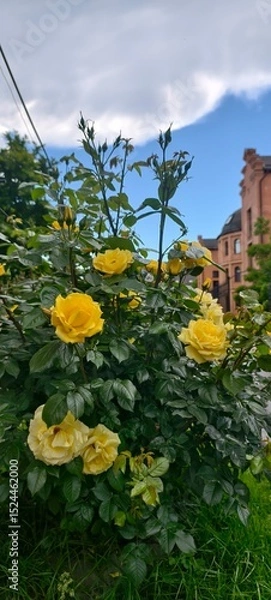 Obraz Flowers in monastery 
