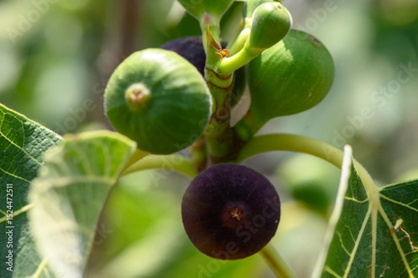 Obraz Unripe figs on a tree branch in a sunny garden in Cyprus.