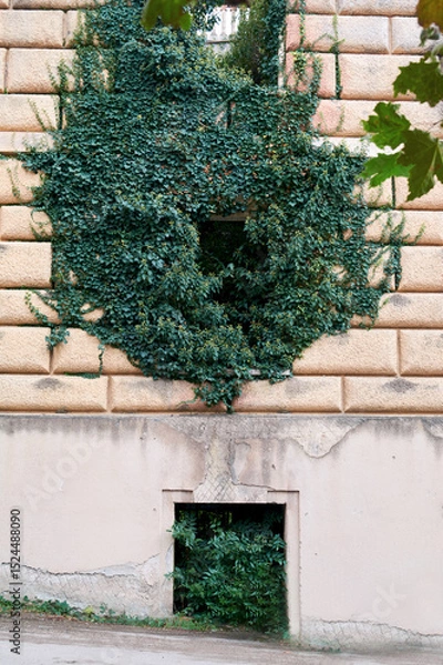 Obraz Urban wall almost entirely covered by ivy, a concrete sidewalk and an asphalt road. Background for copy space