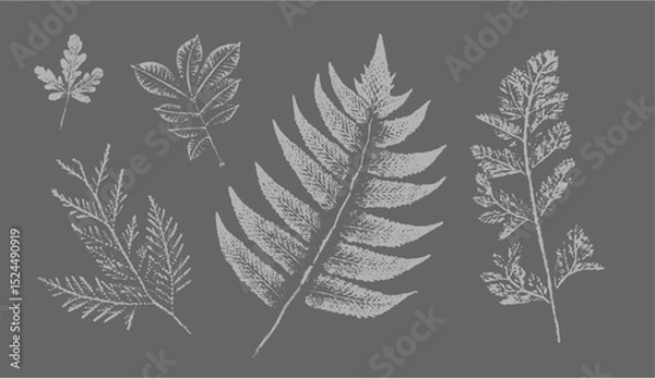 Fototapeta Fern botanical illustration sketch drawing on neutral gray for decorative print or natural background. Floral motif for card or invitation design.