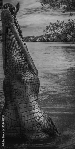 Obraz Crocodile