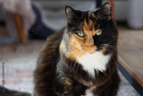 Obraz portrait of a cat looking grumpy