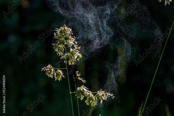 Fototapeta Grass pollen in the air. Hay fever. Seasonal allergy problem. They emerge directly explosively from the cocksfoot grass.