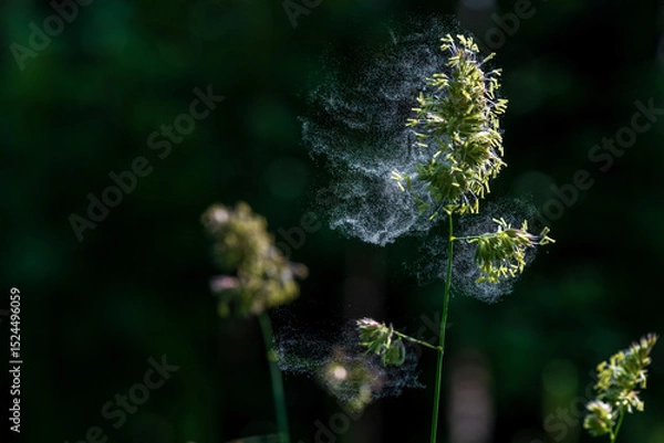 Fototapeta Grass pollen in the air. Hay fever. Seasonal allergy problem. They emerge directly explosively from the cocksfoot grass.