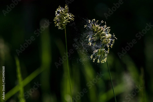 Fototapeta Grass pollen in the air. Hay fever. Seasonal allergy problem. They emerge directly explosively from the cocksfoot grass.