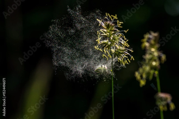 Fototapeta Grass pollen in the air. Hay fever. Seasonal allergy problem. They emerge directly explosively from the cocksfoot grass.