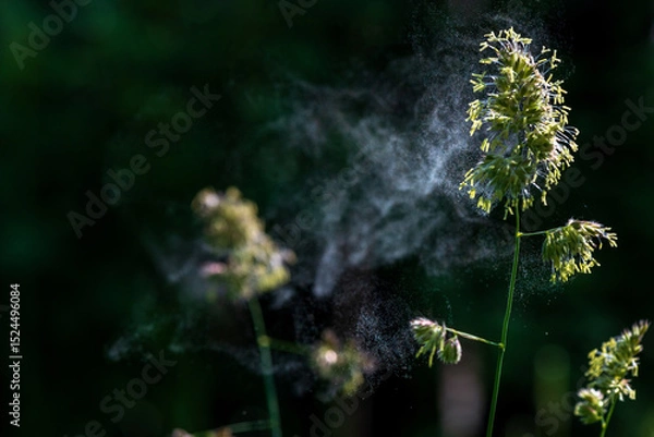 Fototapeta Grass pollen in the air. Hay fever. Seasonal allergy problem. They emerge directly explosively from the cocksfoot grass.