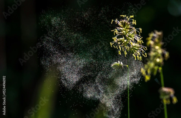 Fototapeta Grass pollen in the air. Hay fever. Seasonal allergy problem. They emerge directly explosively from the cocksfoot grass.