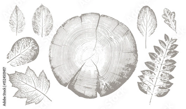 Fototapeta Rustic tree rings and botanical leaf prints. Hand drawn editable line drawings of leaves for trendy vector art or invitation card. 