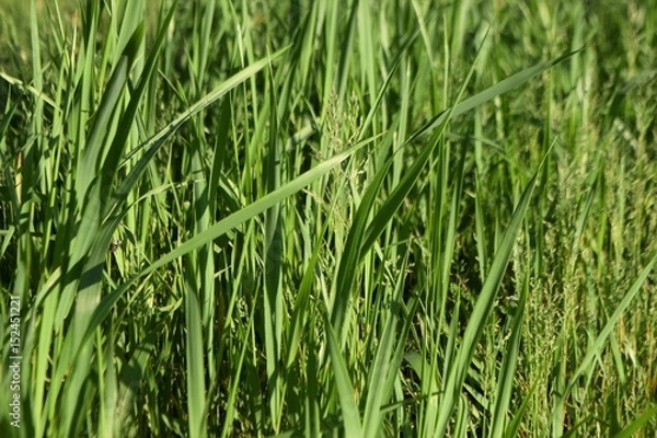 Fototapeta grass