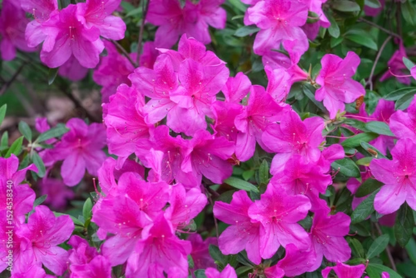 Fototapeta pink Rhododendron blooming in spring
