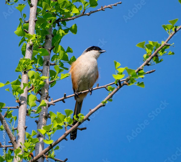 Fototapeta Brown shrike setting on tree branch
