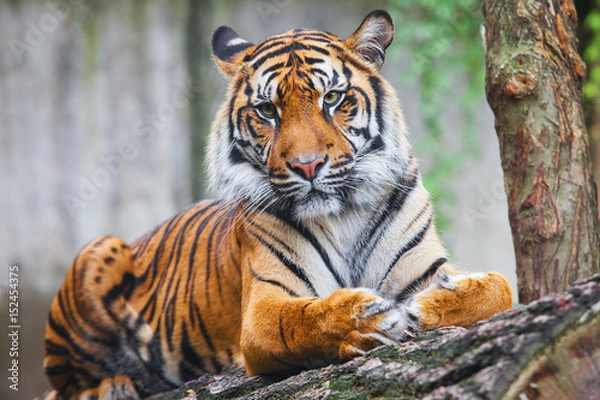 Obraz Beautiful and endangered female Sumatran Tiger