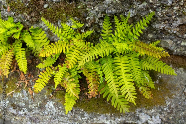 Fototapeta A small evergreen Rock Polypody fern, also known as Common Polypody or Rock Cap Fern, grows on the surface of a moss-covered rock in a natural woodland setting.