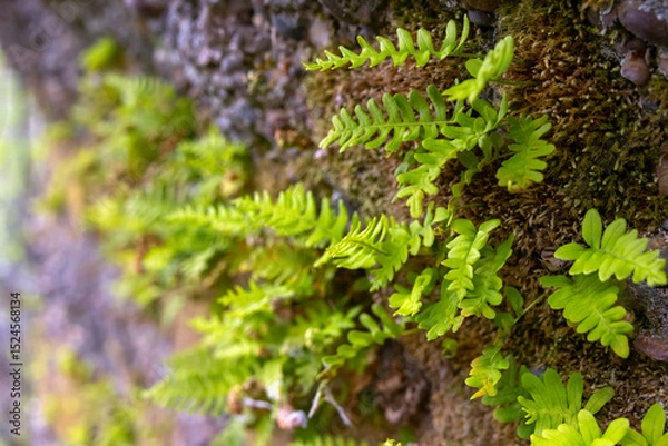 Fototapeta A small evergreen Rock Polypody fern, also known as Common Polypody or Rock Cap Fern, grows on the surface of a moss-covered rock in a natural woodland setting.