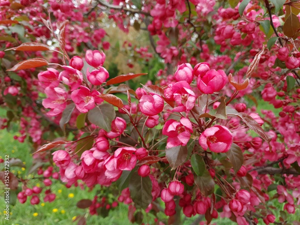 Fototapeta Close-up lush blooming paradise apple tree or Malus niedzwetzkyana ornamental plant in full blossom with red pink flowers on branch at spring day. Springtime floral background, shallow focus.