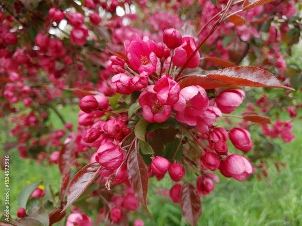 Fototapeta Closeup lush flowering paradise apple tree or Malus niedzwetzkyana ornamental plant in full blossom with vivid pink red flowers on branch in spring garden. Springtime floral background, soft focus.