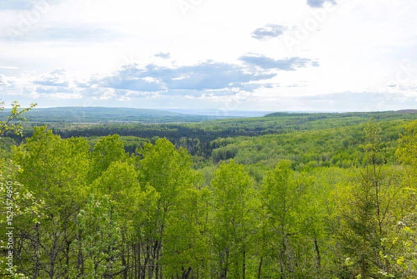Fototapeta Breathtaking view from the top of the mountain to the forested green valley in sunny spring day. Spruce trees with fresh green leaves.