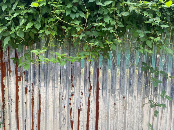 Fototapeta The corrugated zinc wall sheets are partly rusty and covered with lush green vines growing on the top.