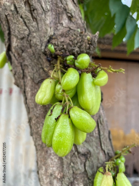 Fototapeta Small starfruit with sour taste for cooking ingredients. "belimbing wuluh" attached to tree trunks