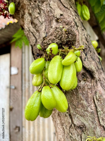 Fototapeta Small starfruit with sour taste for cooking ingredients. "belimbing wuluh" attached to tree trunks