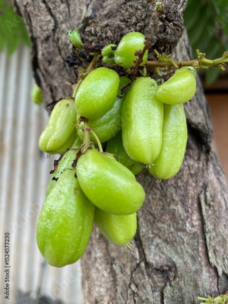 Fototapeta Small starfruit with sour taste for cooking ingredients. "belimbing wuluh" attached to tree trunks