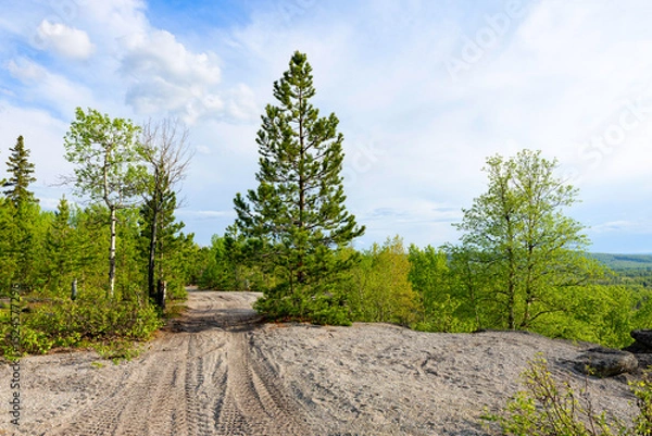 Fototapeta A sunlit gravel dirt road winds through a peaceful wilderness, flanked by tall pine, poplar, and spruce trees with fresh spring foliage, trail for hikers and bikers.