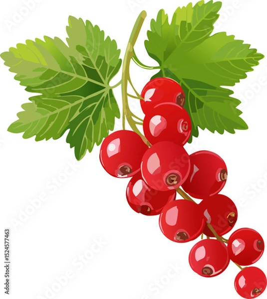 Obraz Vibrant red currant berries with lush green leaves