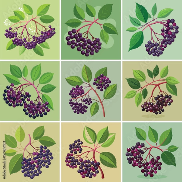 Fototapeta Elderberry fruit vector illustration isolated on white background. 