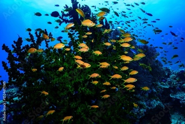 Obraz Anthias fish swimming near black coral 