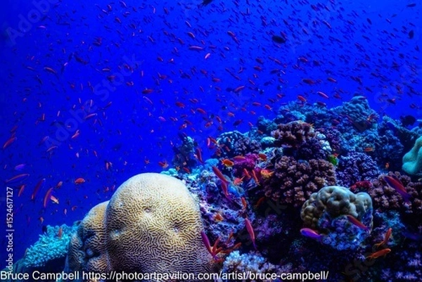 Obraz coral reef with fish