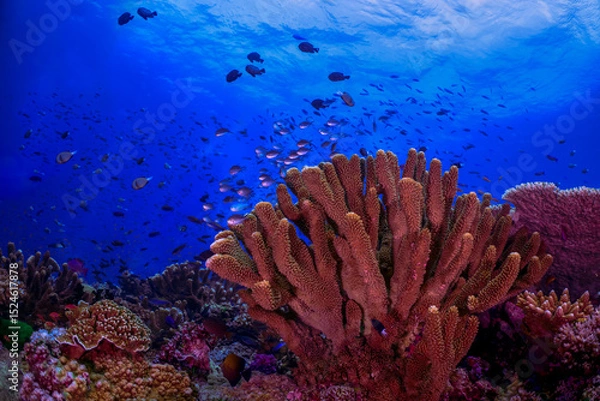 Obraz coral reef with fish