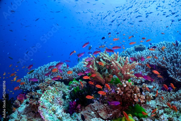 Obraz anthias swimming over the reef 