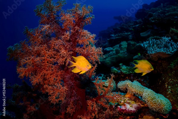 Obraz Lemon hamlets swimming near black coral 