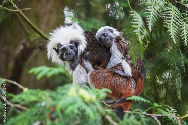 Obraz Cotton-top tamarin looking up