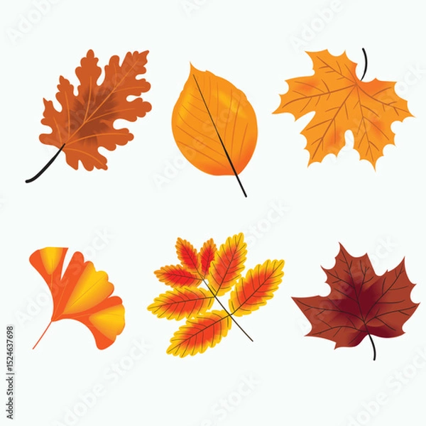 Fototapeta A collection of autumn leaves vector illustrations including maple, oak, ginkgo, and beech in warm colors. Ideal for seasonal designs, invitations, greeting cards, posters, and decorative elements.