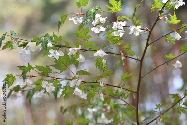 Fototapeta モミジイチゴ