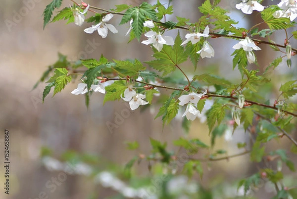 Fototapeta モミジイチゴ