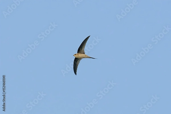 Obraz Asian Palm Swift