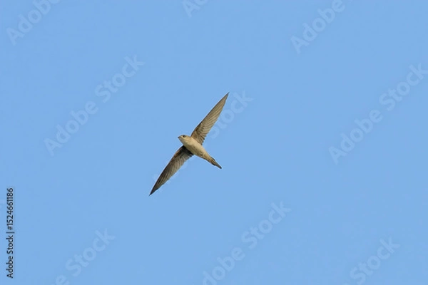 Obraz Asian Palm Swift