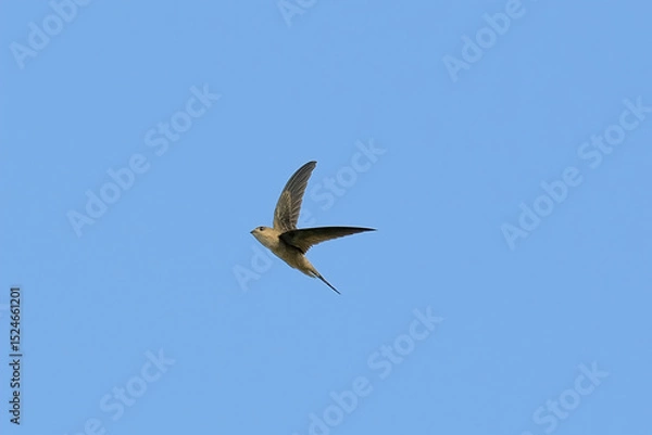 Obraz Asian Palm Swift