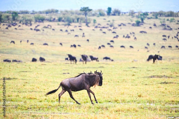 Fototapeta  Wildebeest migration Safari , Masai Mara Game Reserve, Kenya