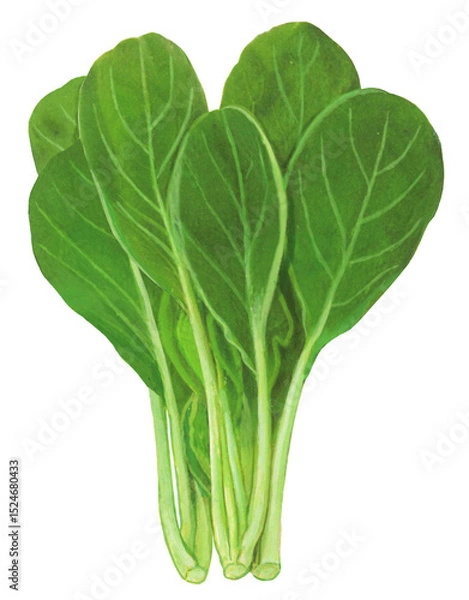 Obraz 小松菜のイラスト