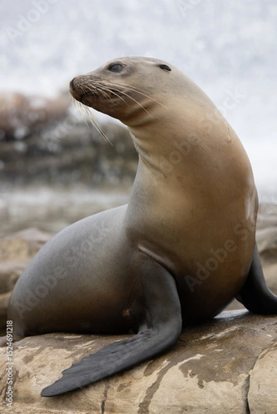 Fototapeta A profile of a California sea lion on the cliffs and coastline of San Diego, California.  
