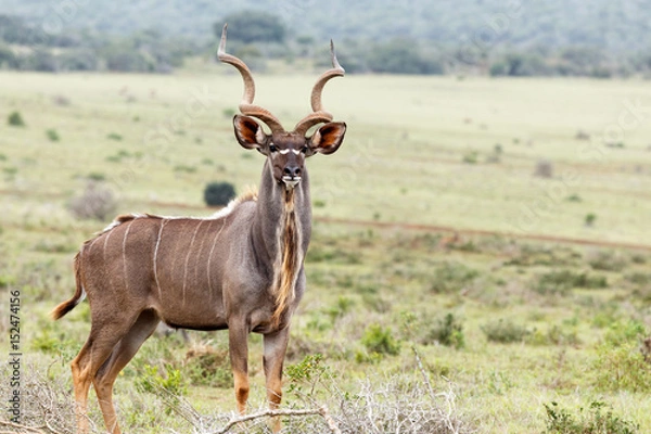 Obraz Kudu standing tall between the grass