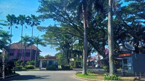 Fototapeta Serene Street with Tall Trees