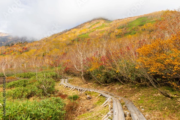 Fototapeta 日本の風景・秋　栂池高原　紅葉の栂池自然園