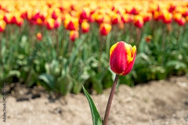 Fototapeta Close-up of tulip in bloom in the field in the Netherlands a main crop in Flevoland Noordoostpolder and Bollenstreek