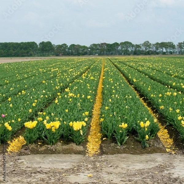 Fototapeta Tulip fields in bloom in the Dutch province of Flevoland in the municipality Noordoostpolder is a colorful display of flowers
