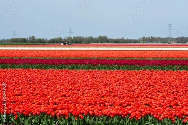 Fototapeta Tulip fields in bloom in the Dutch province of Flevoland in the municipality Noordoostpolder is a colorful display of flowers